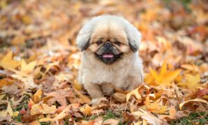 20代の転職は何回までが理想とされるのか？